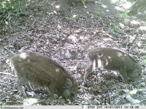 Junge Wildschweine auf dem Grundstück "Am Tannenbaum"