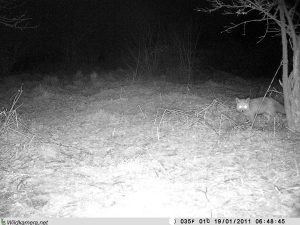 Fuchs in der Dunkelheit Grundstück "Am Tannenbaum"
