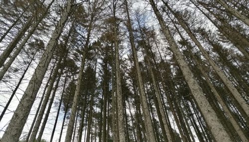 Die Folgen des Klimawandels - abgestorbene Bäume