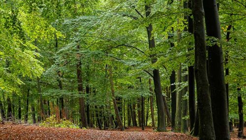 Buchen im Schwelmer Wald