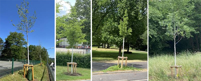 Neu gepflanzte Bürgerbäume