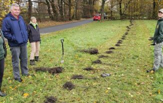 Vorarbeit: Die Stecklinge werden auf die geplante Pflanzfläche ausgebracht