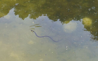 Ringelnatter in einem Teich - Foto: © Peter Stark
