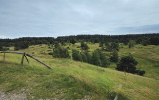Galmei-Veilchen: Das einzige Vorkommen in Deutschland