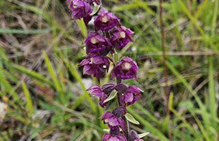 Braunrote Stendelwurz