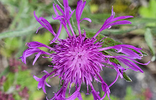 Wiesen-Flockenblume