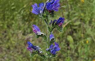 Gewöhnl. Natterkopf