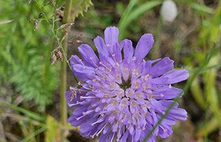 Acker-Witwenblume