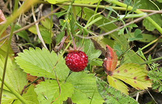 Wald-Erdbeere