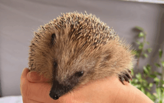 Der Igel ist inzwischen vom Aussterben bedroht