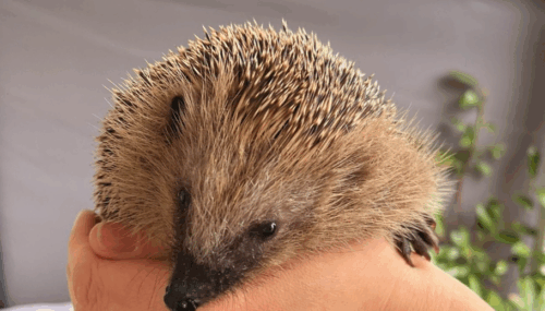 Der Igel ist inzwischen vom Aussterben bedroht