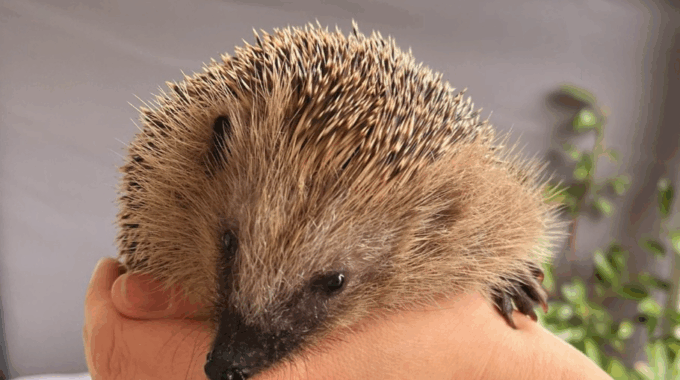 Stille Opfer im Garten – So können wir Igel retten