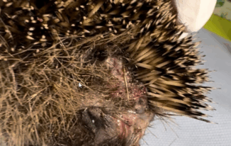 Tödlich verletzter Igel