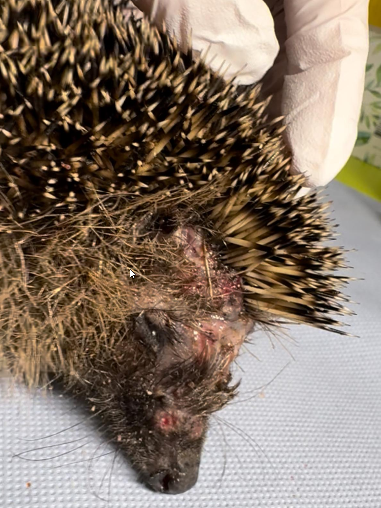 Tödlich verletzter Igel