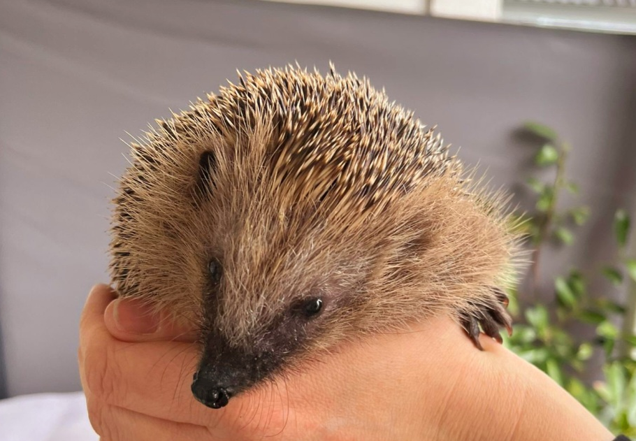 Der Igel ist inzwischen vom Aussterben bedroht